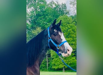 Tennessee walking horse, Gelding, 4 years, 15 hh, Black