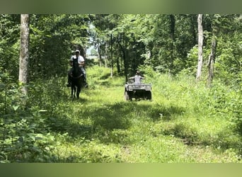 Tennessee walking horse, Gelding, 4 years, 15 hh, Black