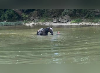Tennessee walking horse, Gelding, 4 years, 15 hh, Black