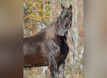 Tennessee walking horse, Gelding, 4 years, 15 hh, Brown