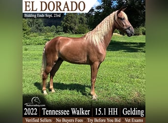 Tennessee walking horse, Gelding, 4 years, 15 hh, Chestnut