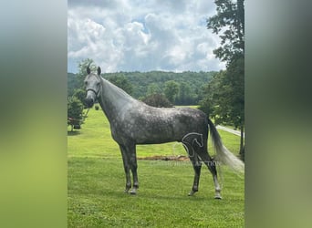 Tennessee walking horse, Gelding, 4 years, 15 hh, Gray