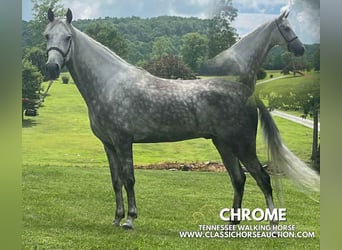 Tennessee walking horse, Gelding, 4 years, 15 hh, Gray