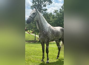 Tennessee walking horse, Gelding, 4 years, 15 hh, Gray