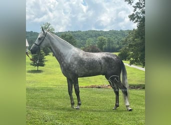 Tennessee walking horse, Gelding, 4 years, 15 hh, Gray