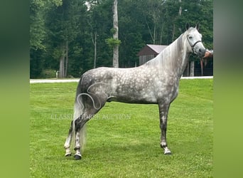 Tennessee walking horse, Gelding, 4 years, 15 hh, Gray