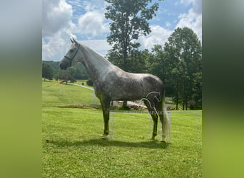Tennessee walking horse, Gelding, 4 years, 15 hh, Gray
