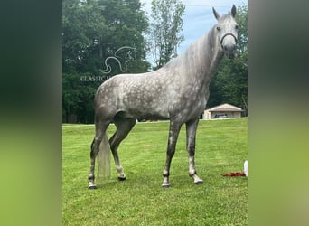 Tennessee walking horse, Gelding, 4 years, 15 hh, Gray