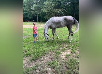 Tennessee walking horse, Gelding, 4 years, 15 hh, Gray