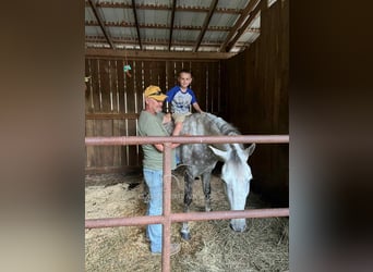 Tennessee walking horse, Gelding, 4 years, 15 hh, Gray