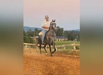 Tennessee walking horse, Gelding, 4 years, 15 hh, Gray