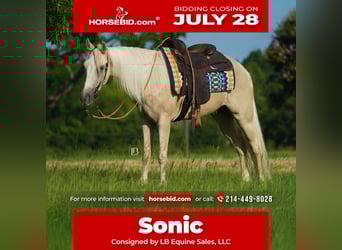 Tennessee walking horse, Gelding, 4 years, 15 hh, Palomino
