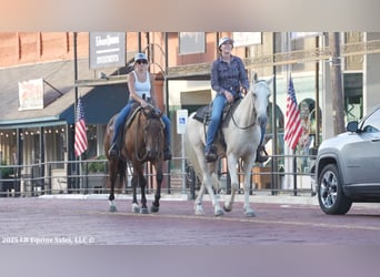 Tennessee walking horse, Gelding, 4 years, 15 hh, Palomino