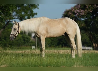 Tennessee walking horse, Gelding, 4 years, 15 hh, Palomino