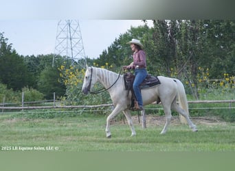 Tennessee walking horse, Gelding, 4 years, 15 hh, Palomino