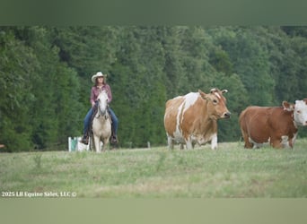 Tennessee walking horse, Gelding, 4 years, 15 hh, Palomino