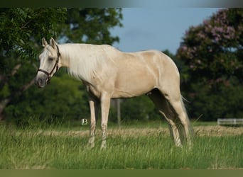 Tennessee walking horse, Gelding, 4 years, 15 hh, Palomino
