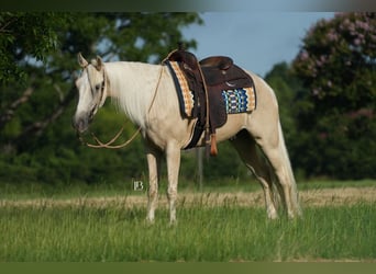 Tennessee walking horse, Gelding, 4 years, 15 hh, Palomino