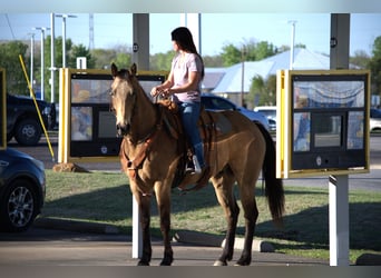 Tennessee walking horse, Gelding, 4 years, 15 hh, Palomino