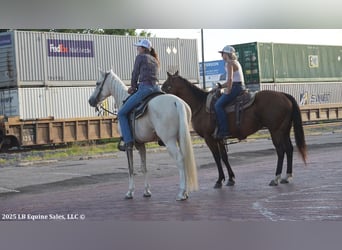Tennessee walking horse, Gelding, 4 years, 15 hh, Palomino