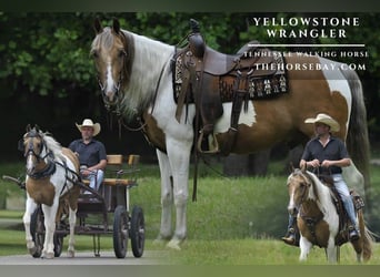 Tennessee walking horse, Gelding, 4 years, 15 hh, Palomino
