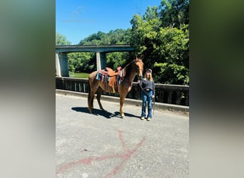 Tennessee walking horse, Gelding, 4 years, 15 hh, Red Dun