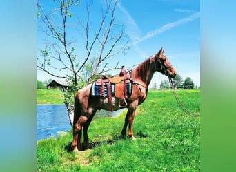 Tennessee walking horse, Gelding, 4 years, 15 hh, Roan-Red