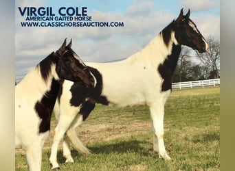 Tennessee walking horse, Gelding, 4 years, 15 hh, Tobiano-all-colors