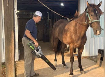 Tennessee walking horse, Gelding, 4 years, 16 hh, Black