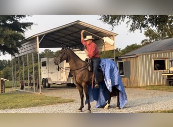 Tennessee Walking Horse, Wallach, 4 Jahre, 16 hh, Rappe