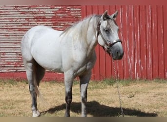 Tennessee walking horse, Gelding, 5 years, 14.2 hh, Grey
