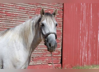 Tennessee walking horse, Gelding, 5 years, 14.2 hh, Grey