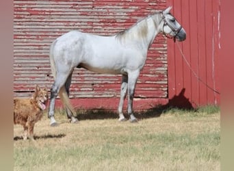 Tennessee walking horse, Gelding, 5 years, 14.2 hh, Grey