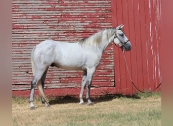 Tennessee walking horse, Gelding, 5 years, 14.2 hh, Grey