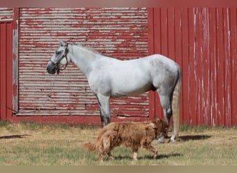 Tennessee walking horse, Gelding, 5 years, 14.2 hh, Grey