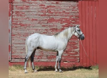Tennessee walking horse, Gelding, 5 years, 14.2 hh, Grey