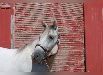 Tennessee walking horse, Gelding, 5 years, 14.2 hh, Grey