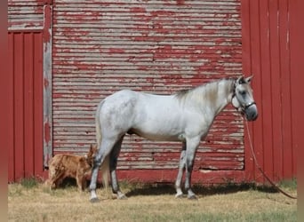Tennessee walking horse, Gelding, 5 years, 14.2 hh, Grey