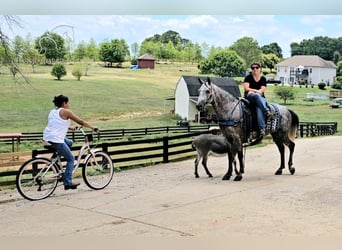 Tennessee walking horse, Gelding, 5 years, 14 hh, Gray