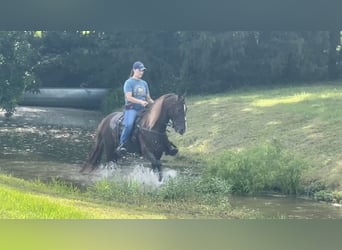 Tennessee walking horse, Gelding, 5 years, 14 hh, Sorrel