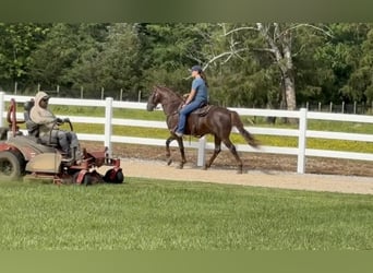Tennessee walking horse, Gelding, 5 years, 14 hh, Sorrel