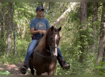 Tennessee walking horse, Gelding, 5 years, 14 hh, Sorrel