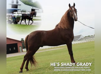 Tennessee walking horse, Gelding, 5 years, 14 hh, Sorrel