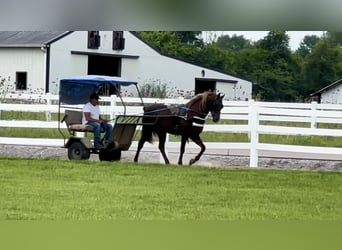 Tennessee walking horse, Gelding, 5 years, 14 hh, Sorrel