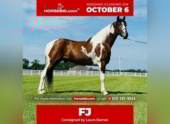 Tennessee walking horse, Gelding, 5 years, 14,2 hh, Pinto