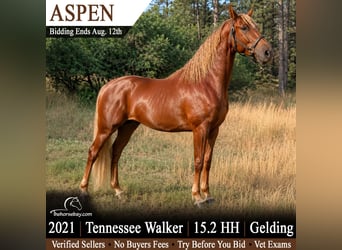 Tennessee walking horse, Gelding, 5 years, 15.1 hh, Sorrel