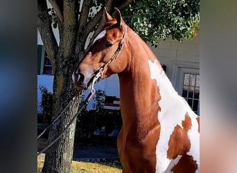 Tennessee walking horse, Gelding, 5 years, 15.2 hh, Tobiano-all-colors