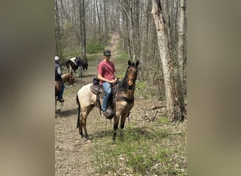 Tennessee walking horse, Gelding, 5 years, 15 hh, Bay