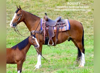 Tennessee Walking Horse, Wallach, 5 Jahre, 15 hh, Rotbrauner