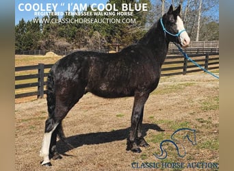 Tennessee Walking Horse, Wallach, 5 Jahre, 15 hh, Rappe